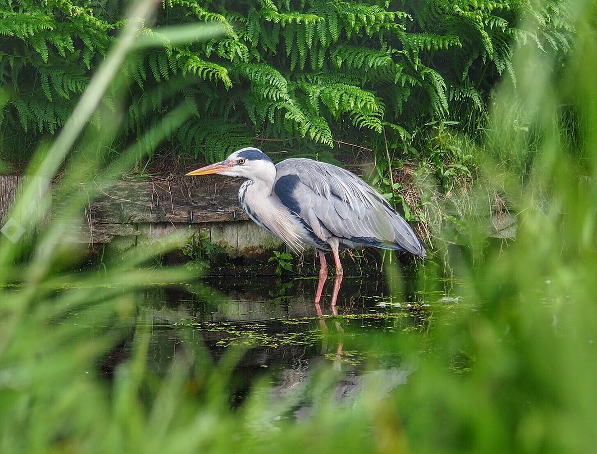 What’s for breakfast?

#heron @every_heron @theroyalparks #bushypark #TwitterNatureCommunity