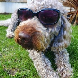 📣Calling all our students Today marks the start of Mental Health Awareness week; this year's theme is 'Moving More for our Mental Health.' 🐾You're invited to take some time out and come for a walk on the field with Rocky the Therapy Dog at 12:25. We will meet in the Guidance