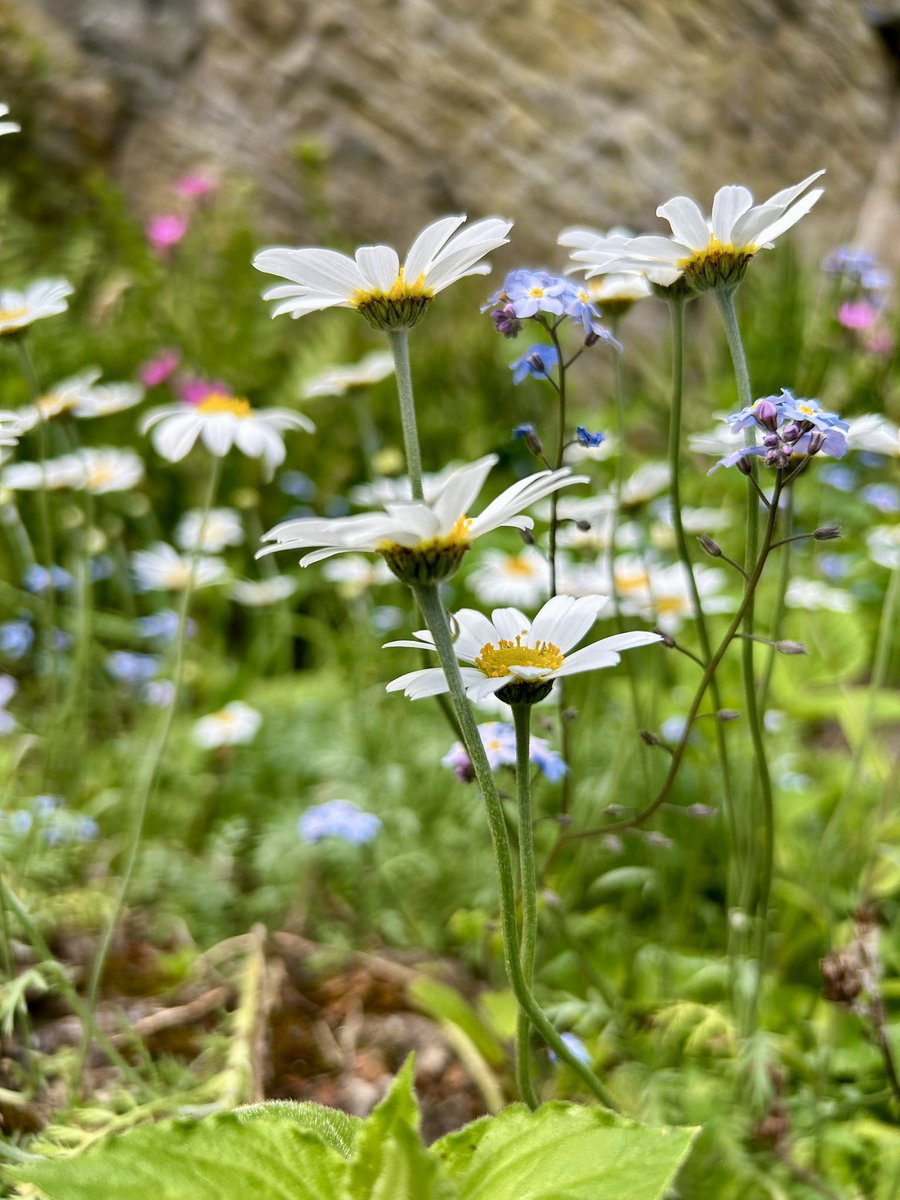 Welcome to a new week 🌸 #MondayMorning #daily #NewWeek #flowers #gardens