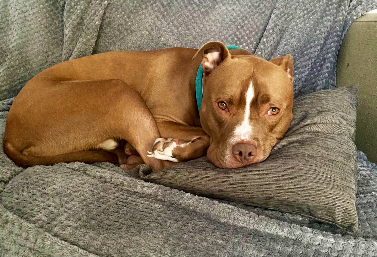 Todays cushion of choice #staffy #Staffie #CushionHog #DogsOfTwitter #DogsOfX #LazyBones