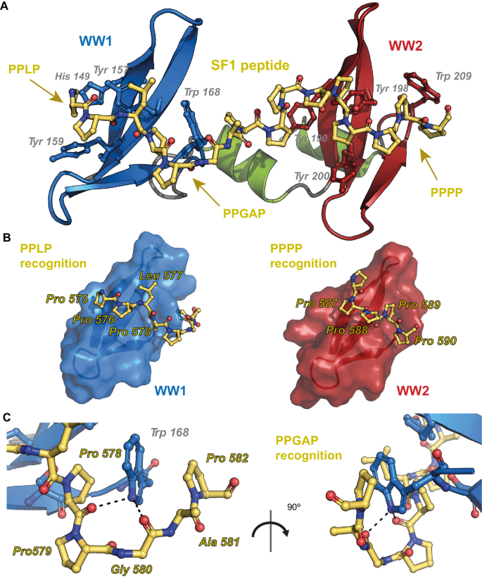 NatureComms's tweet photo. Researchers from @Sattler_lab and @Santi_kmko characterise the recognition of a proline-rich motif in SF1 by the PRPF40A tandem WW domains, uncovering intramolecular autoinhibition.

https://t.co/DpK3GNw1ky https://t.co/04FEB9WDUU