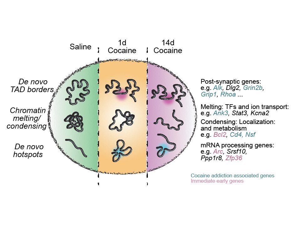 What are the molecular effects of a single drug exposure 💉 on reward system #dopamine neurons 🧠? We found an unexpected role of 3D genome 🧬 structure in long-term cellular memory of a single #cocaine exposure. @domSzabo @vedranfranke @WarrenWinick @apombo1 @BIMSB_MDC 1/6