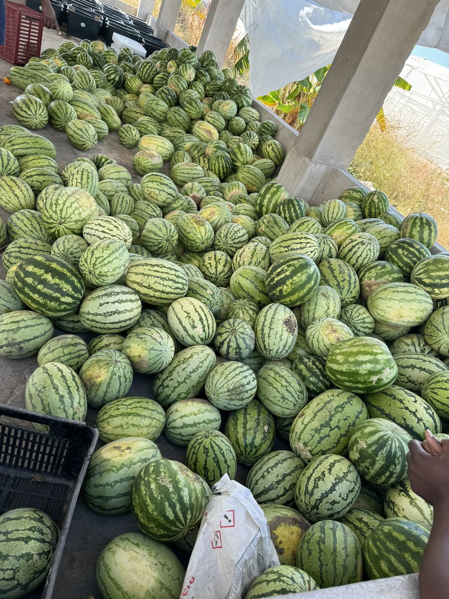 Watermelons grown organically available at $5, $8 and $10. Contact 0772511419. It’s shocking how middlemen in Zimbabwe want to make more profit than the farmer who took the risk