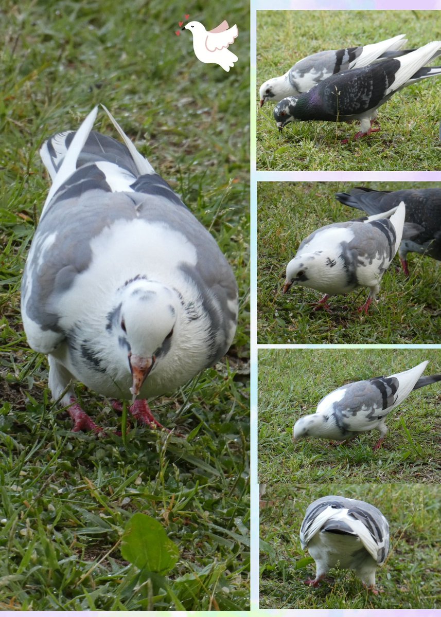 鳩　レジンヘアゴム　ひまわり　カワラバト 鳩 レジンヘアゴム ひまわり カワラバト 鳩 レジンヘアゴム ひまわり