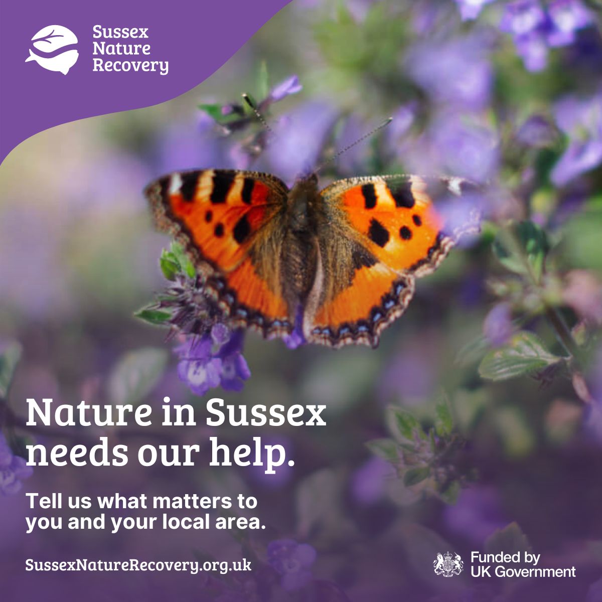 Are you part of a community group or organisation that’s already helping nature in Sussex? Take our detailed survey to tell us your priorities and projects, and help shape your Local Nature Recovery Strategy: surveymonkey.com/r/LHXHQ2K #SussexNatureRecovery #HelpSussexNature