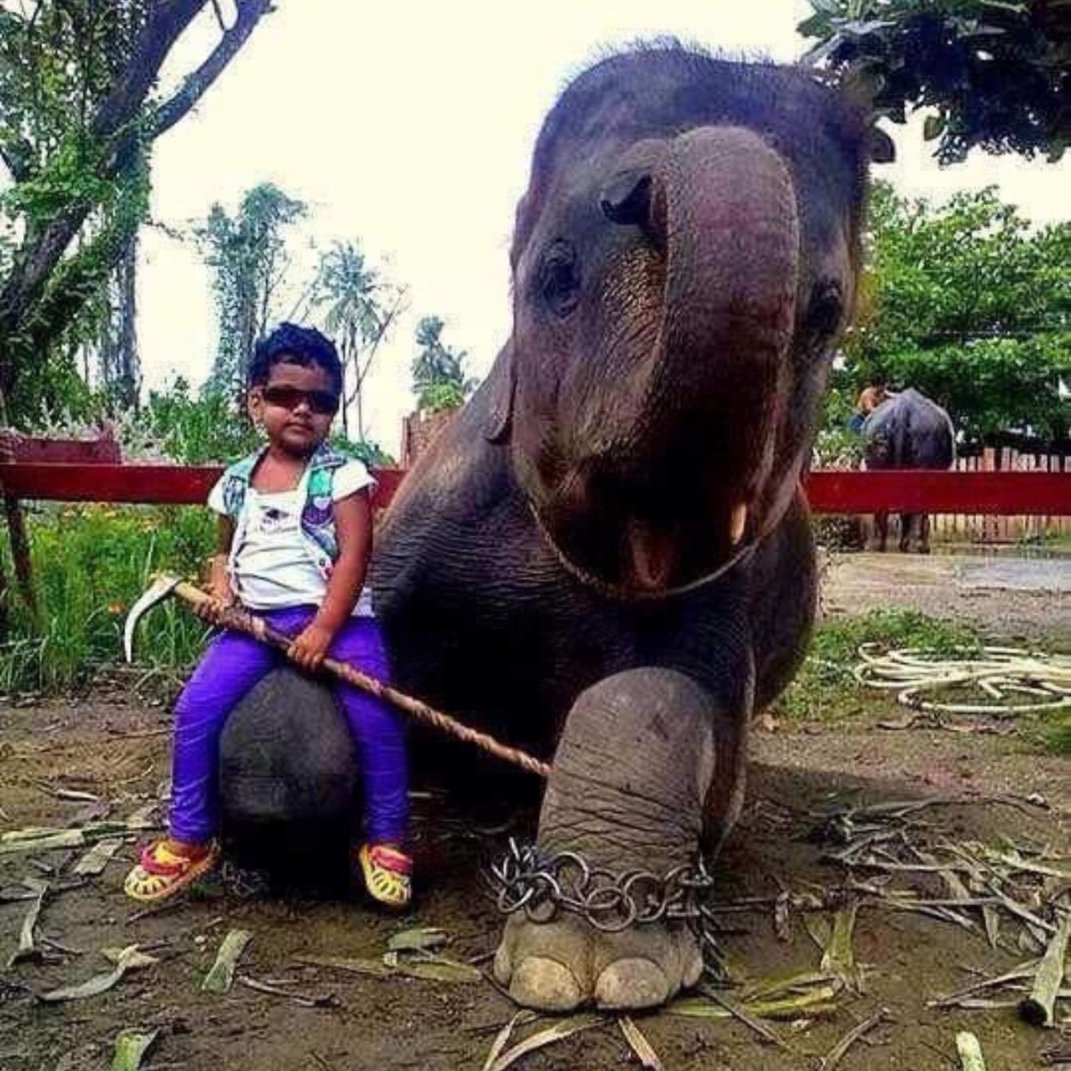 Cosmicbrigade's tweet image. They never learn do they ! 

#ElephantAbuse
#CaptivityKills
