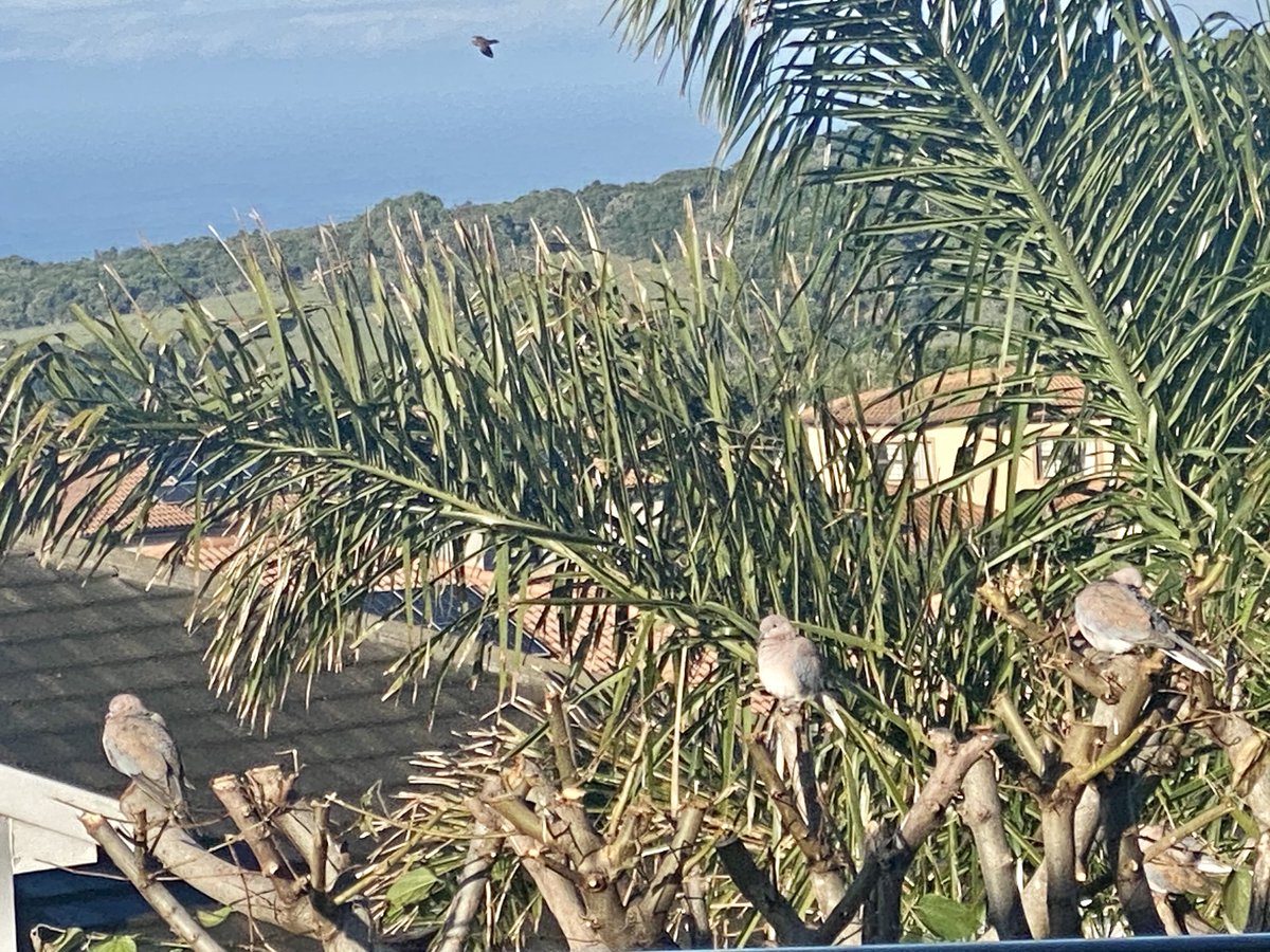 Good morning at the beginning of the new week! We are all familiar with the dove carrying an olive branch as a peace offering. - May peace be with you today and through the week. #mondaymotivation