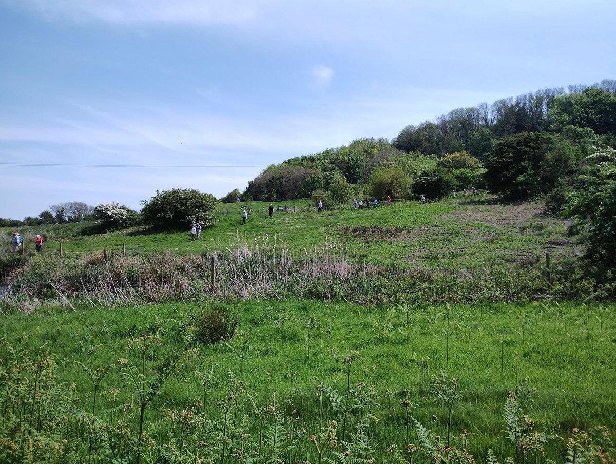 ‘Tiptoe through the bluebells’, organised and led by the IOW Ramblers on behalf of @iowdonkeys.🌿🥾 Beautiful weather, stunning scenery, lots of bluebells, campion, wild garlic and gorgeous ancient woodland.🤩 #IsleofWight #IOW #IWWF24 @VisitIOW