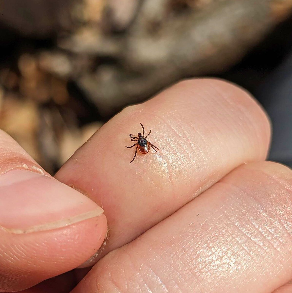 TONIGHT - Monthly Meeting: Lyme Disease in Ontario

Join us to hear Andrew Peregrine discuss how to id ticks, the current and future risk of Lyme disease in Ontario &amp; strategies to reduce the risk of infection.

📅 May 13, 2024 | 7:30 - 9 PM
📍 McMaster Innovation Park