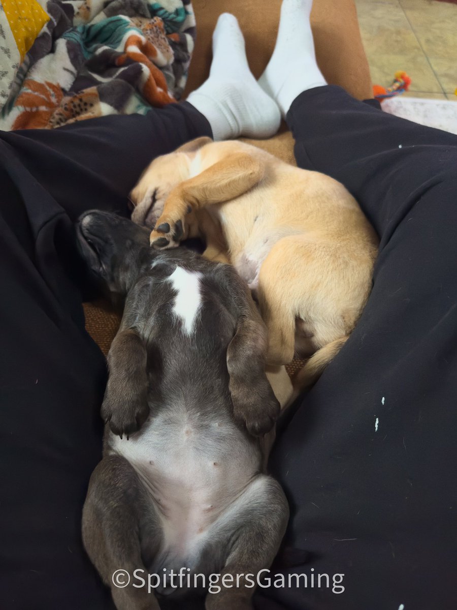 lol these little nuggets pass out so easily after a good poop! So glad they are getting along well. 

#puggle #puppies #puppy #puppies #PuppyLove