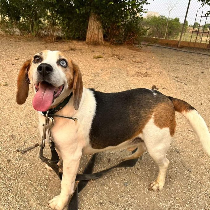 AmaregarDefensoraAnimalista, EcoFeminista (@amaregar) on Twitter photo MONTE
Noble Beagle busca un horizonte,
En un hogar responsable con respeto y empatia,
Es pureza y simpatía,
7 años repartiendo alegría,
#Cáceres
Contacto;
622 70 76 25 //
refugiosanjorge@gmail.com
Facebook; facebook.com/refugiosanjorg………… MONTE
Noble Beagle busca un horizonte,
En un hogar responsable con respeto y empatia,
Es pureza y simpatía,
7 años repartiendo alegría,
#Cáceres
Contacto;
622 70 76 25 //
refugiosanjorge@gmail.com
Facebook; facebook.com/refugiosanjorg…………