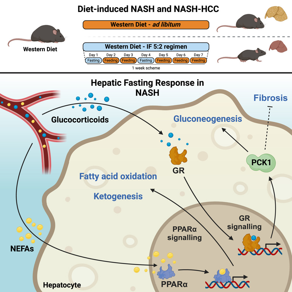 ‼️New Article‼️ Intermittent fasting protects against liver inflammation and liver cancer. Check out the new paper published by the THRIVE member @CancerInflam from @DKFZ and @uni_tue @Cell_Metabolism @CellCellPress 👇👇👇 sciencedirect.com/science/articl…