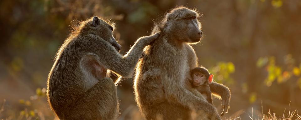 Si vous ne m'avez pas écouté tout à l'heure, voici le replay de l'émission sur la @RadioTeleSuisse : Les péripéties dʹun primatologue, l'aventure de la recherche sur les primates (1/2). A demain pour la suite à partir de 10h30 avec #CQFD & @guerin_cecile! rts.ch/audio-podcast/…
