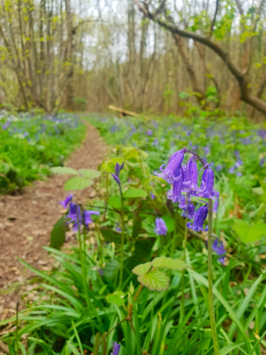 Bluebell Kit Kat, anyone? 

Maybe not, but I wrote about our own version of Japan's cherry blossom season, and why you should go and find them now, before it's too late