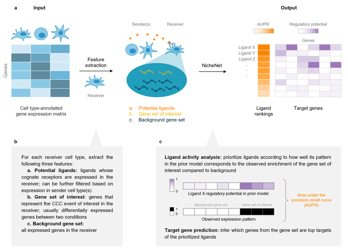 After four years of user feedback and experience, our NicheNet best practices guideline is now available on arXiv! arxiv.org/abs/2404.16358

Also check out our revamped GitHub repository that incorporates these changes: github.com/saeyslab/niche…
(1/2)