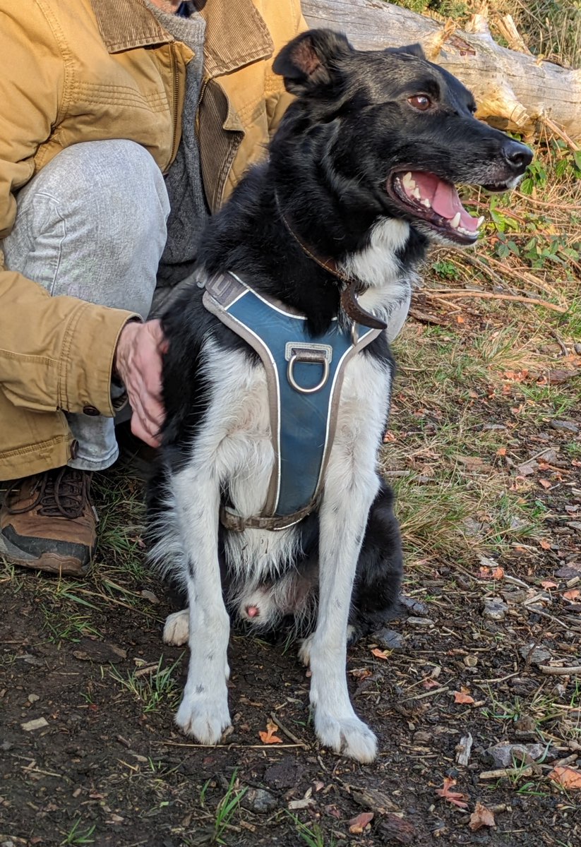 Thank you for the update Angus and for investing time and patience with Cai. 'An update on your former guest Cai who we adopted 3 years ago. He hasn't been the easiest dog to live with, but is very much loved. He is happy with his family and we are very happy with him.'
