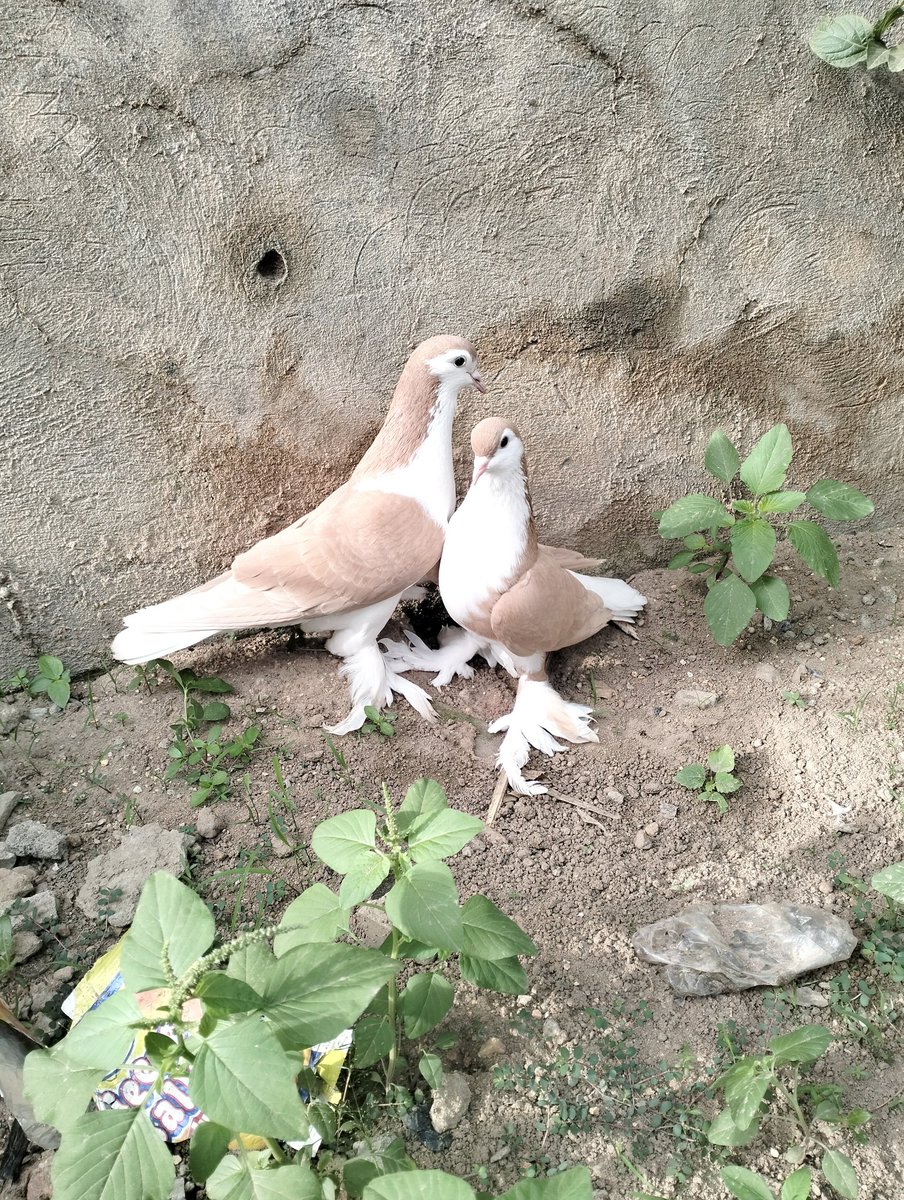 Brown Lahore pigeons

Available for pick 

₦45k (Abuja residents only). 
Extra charges for outside Abuja.

Please Retweet 🙏🏼