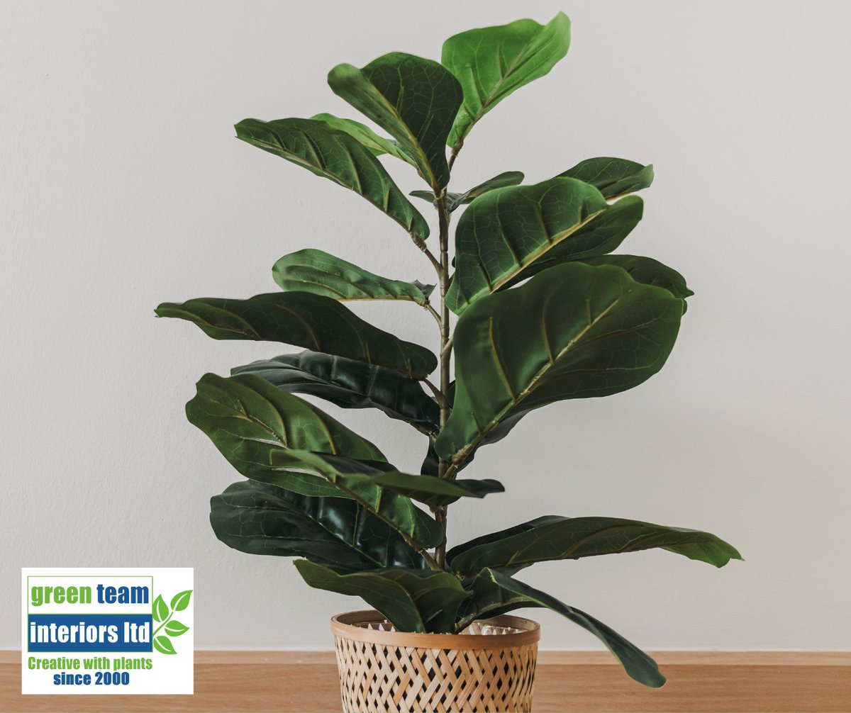 It's Plant of the Week time and this week is the Fiddle Leaf Fig! In the wild, fiddle-leaf figs could grow as tall as 15 metres. Their hardy disposition can adapt to most bright locations but they don't like direct sunlight. 
#greenteaminteriors #officeplants #plantcare