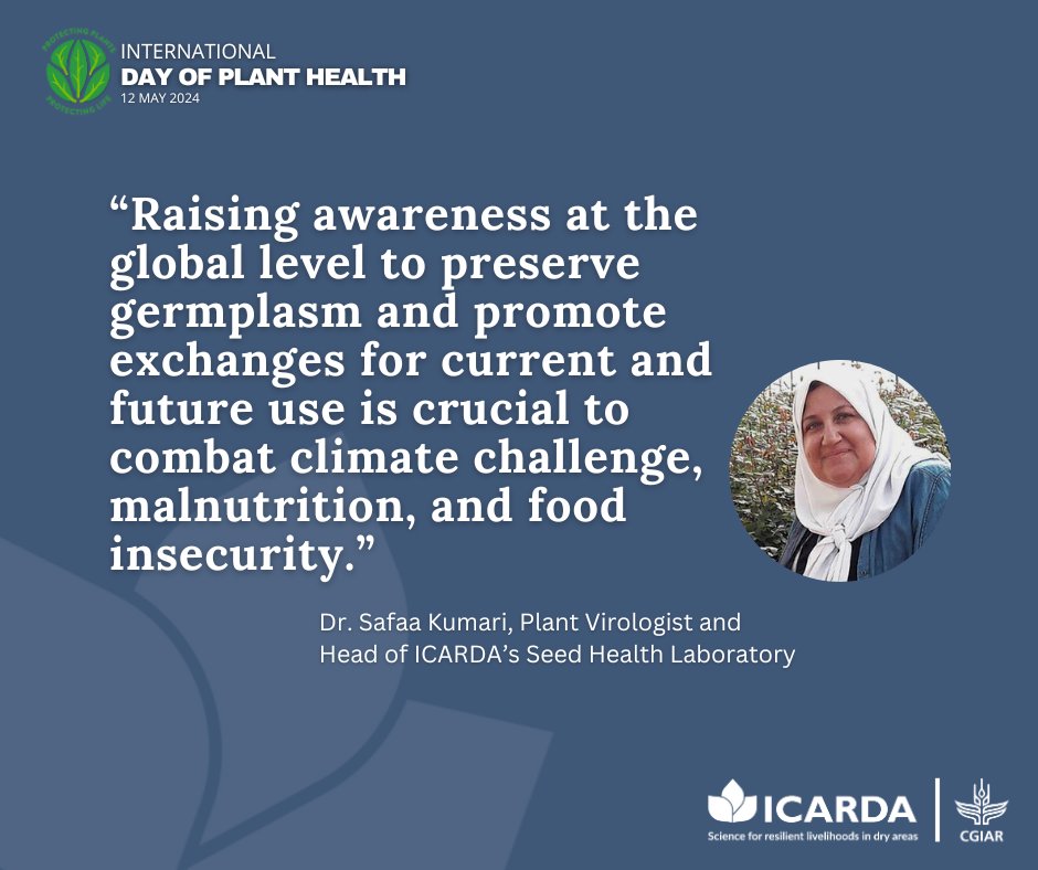 🌱 ' Preserve Germplasm, Combat Global Challenges!' - Dr. Safaa Kumari, Head of ICARDA's Seed Health Lab. ‍ Read how our Seed Health Laboratory ensures the cleanliness of germplasm, protecting crops from pests and pathogens. 👉 icarda.org/media/blog/saf… #PlantHealth