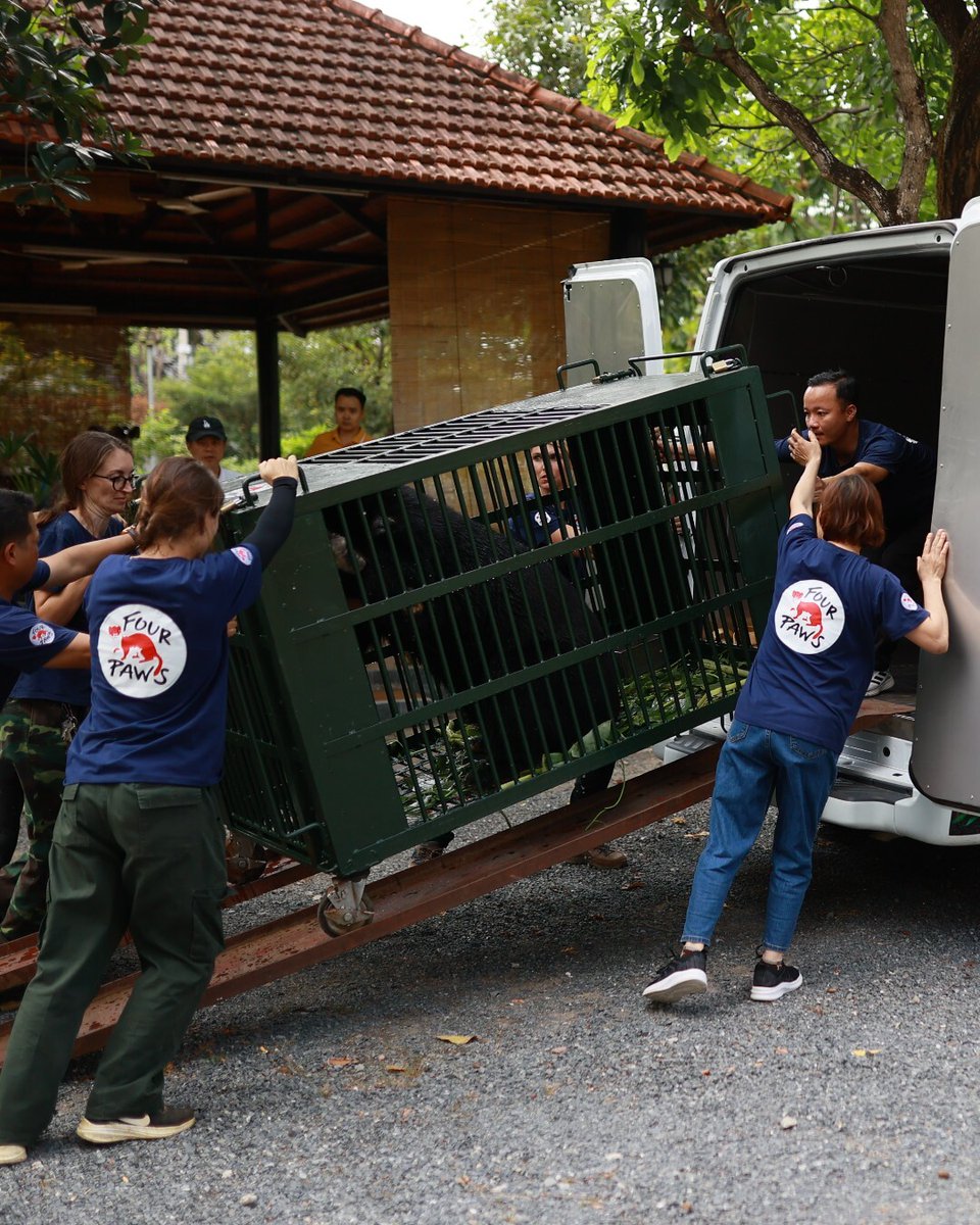 fourpawsAU's tweet photo. ๐จ๐ป #SaddestBears Alert:
Bear Chinh's rescue mission in Vietnam is finally underway! ๐ ๐ป๐ณ
Sweet Chinh is now on his way to our BEAR SANCTUARY Ninh Binh ๐ณ
To help support Chinh's new beginning, follow this link โก๏ธ https://t.co/CUvX6Gw9MZ https://t.co/WVYLmw8ojC