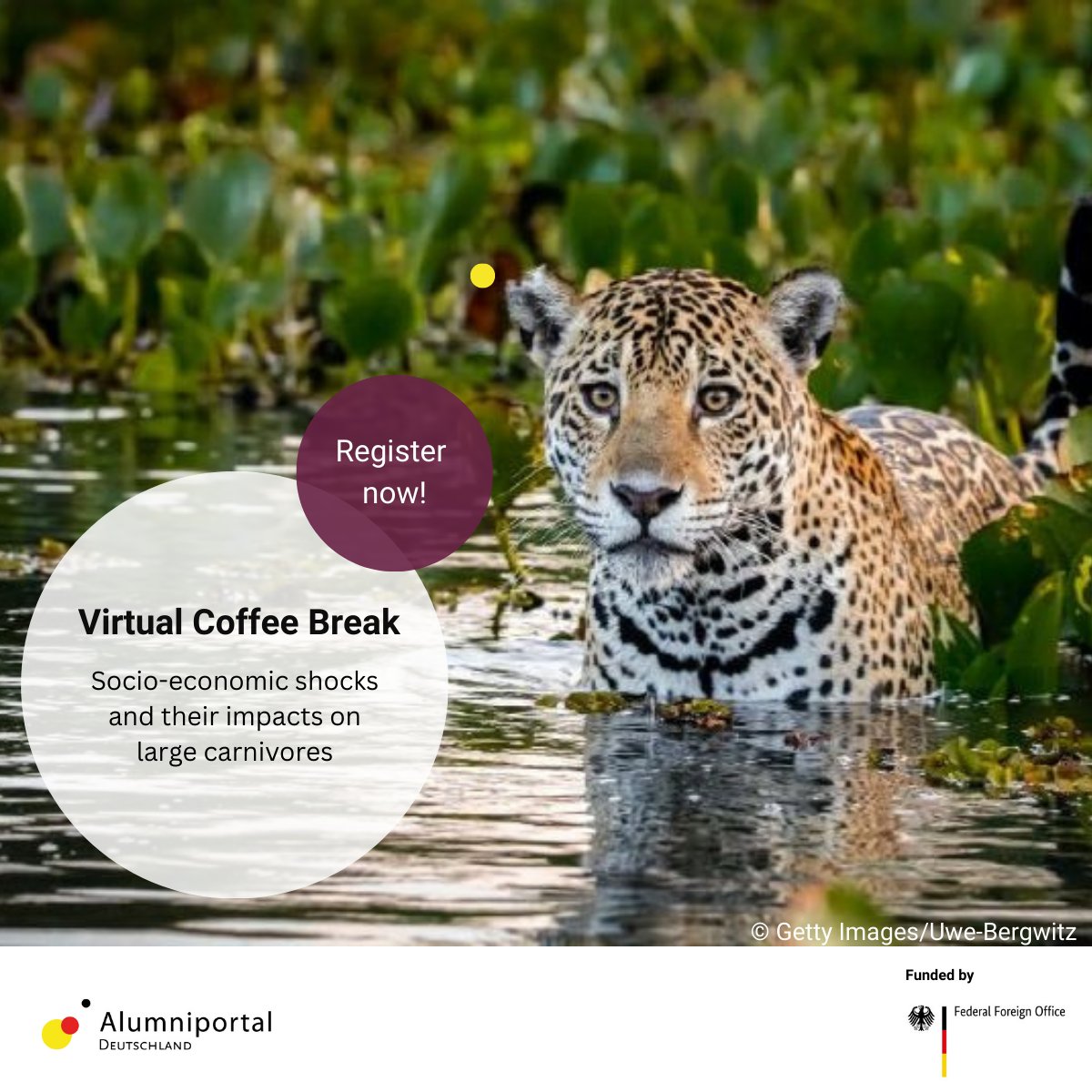 Alumniportal DE (@alumni_de) on Twitter photo Join us for an insightful talk with #Humboldtian <a href="/ran_murali/">Ranjini Murali</a> on the impacts of socio-economic and political shocks on large #carnivores. Learn about creating resilient institutions for conservation in turbulent times. Register now to secure your spot: alumniportal-deutschland.org/en/events-cont… Join us for an insightful talk with #Humboldtian <a href="/ran_murali/">Ranjini Murali</a> on the impacts of socio-economic and political shocks on large #carnivores. Learn about creating resilient institutions for conservation in turbulent times. Register now to secure your spot: alumniportal-deutschland.org/en/events-cont…