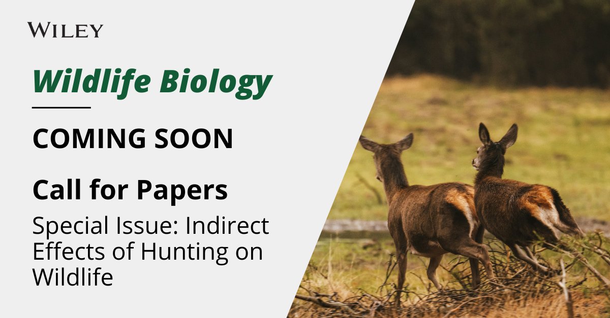 Wildlifers have long overlooked the indirect consequences of hunting. This special issue aims to raise awareness about the indirect impacts of hunting on wildlife. @WildlifeBiol @NordicOikos Learn more now 🔗 ow.ly/2HSS50RylLI