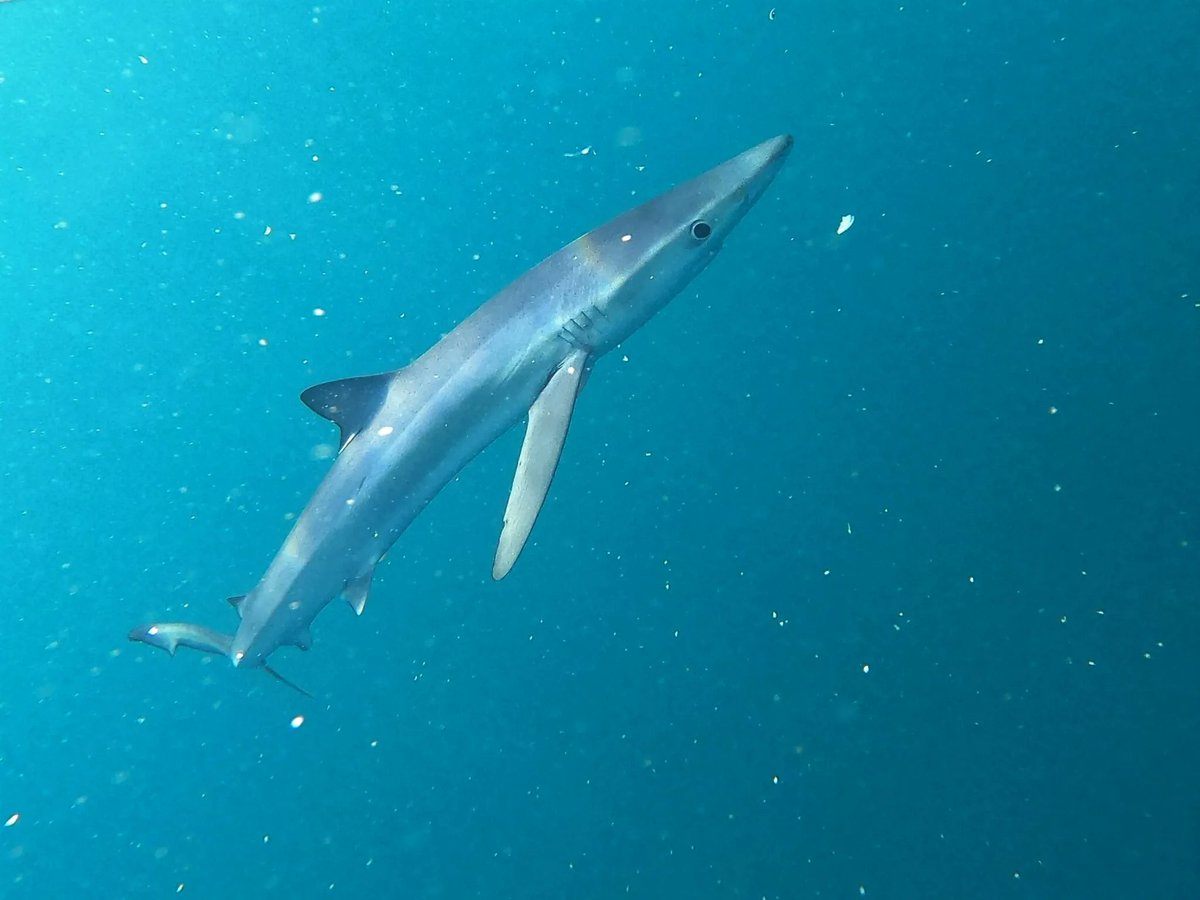 We are excited to join a new international collaboration with @NOAAFisheries for a #shark tagging project studying blue sharks in the eastern North Atlantic. As part of the project, the MBA will be hosting a workshop in July with scientific talks! 🦈 ➡️ buff.ly/3WHCImv