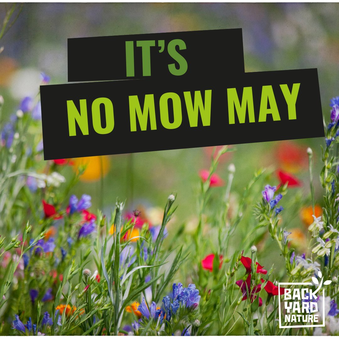 🌎✊ Have you heard about #NoMowMay? It's a movement to let lawns grow wild for a month, creating a mini-meadow that supports pollinators like bees and butterflies. Watch your patch come alive with nature! 🐝🦋