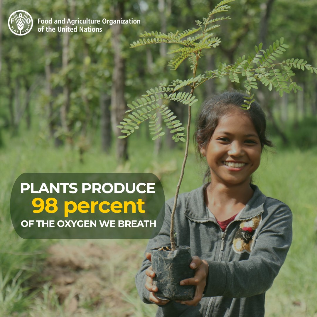 Join us on this #PlantHealthDay to spread awareness and implement actions to protect the health of our plants, encouraging safe commerce and food safety for a sustainable future.