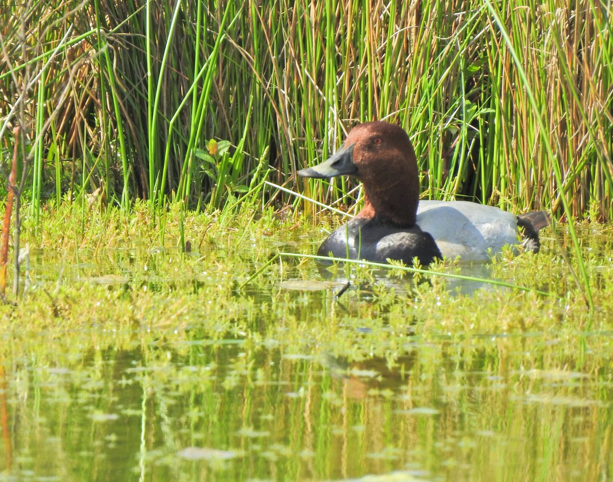 Good Morning 😊 It's a tad fresher this morning after a drop of overnight rain. #pochard hiding in plain site at @RSPBAireValley