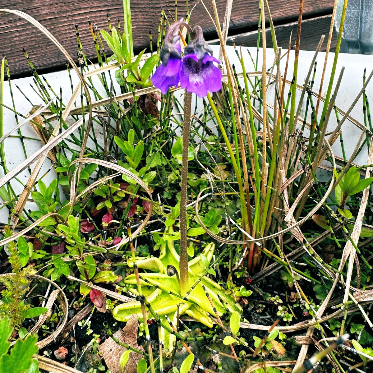 Flowering in my mini bog garden this morning. Pinguicula vulgaris, the common butterwort. Has taken a few years to entice the carnivores but now have this and a few Drosera sp. #wildeaters not #wildedibles