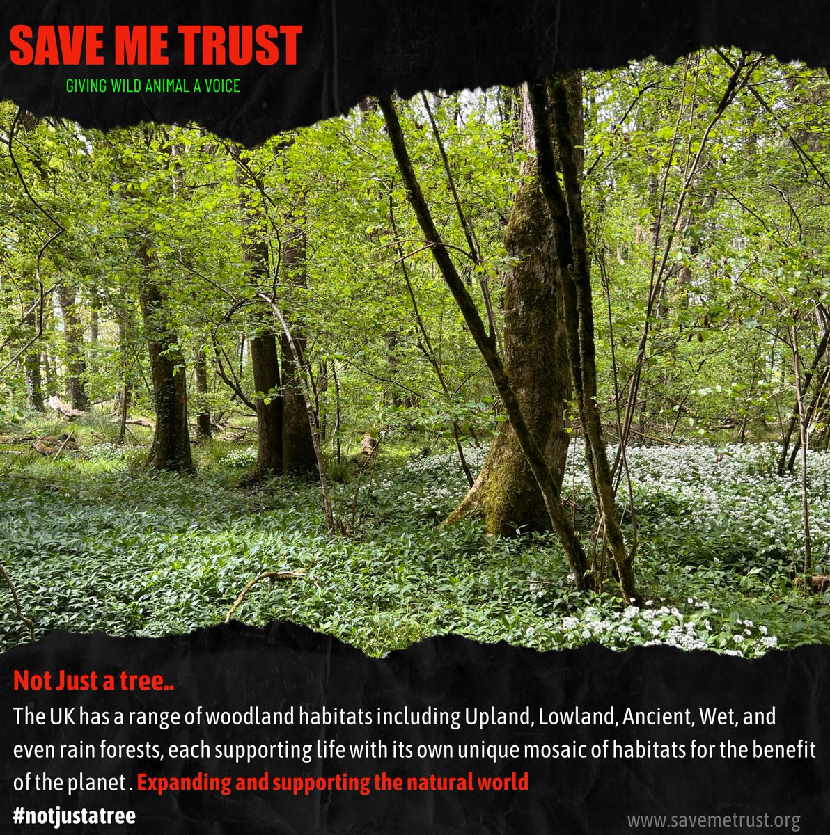 Not Just a tree.. The UK has a range of woodland habitats including Upland, Lowland, Ancient, Wet, and even rain forests, each supporting life with its own unique mosaic of habitats for the benefit of the planet . Expanding and supporting the natural world #notjustatree