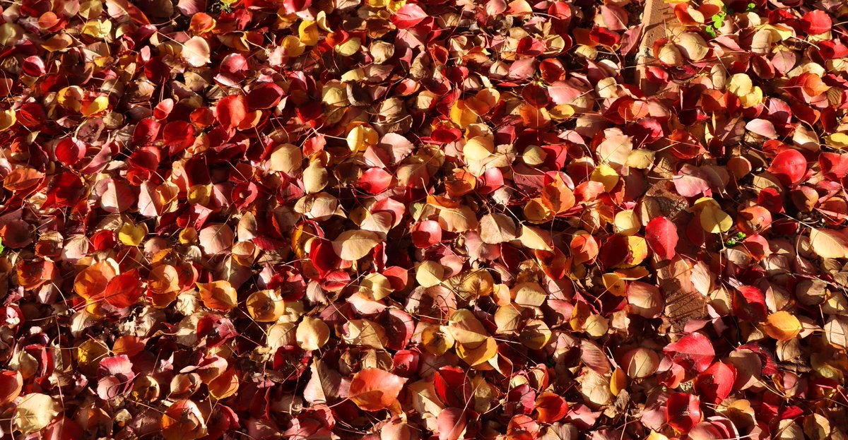 Autumn carpet #PhotographyIsArt