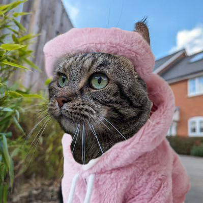 lolathecat2024's tweet photo. Hey crypto pals, are you ready to unleash the cat-tastic potential of $Lola? 🐾🌟

 Don't miss out on this whisker-tickling opportunity!

#lolathecat #CAT #3LeggedCat #ELONMUSK #Aveai #DEXTools #Coingecko #CoinMarketCap #BitMart #MEXC https://t.co/ntLmzOkVDt