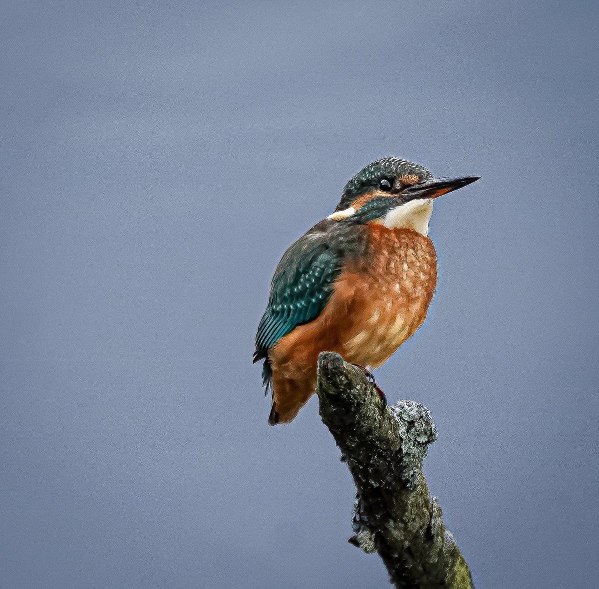 Good morning. Happy Monday everyone 🧡🧡🧡🧡🧡🧡🧡🧡🧡#nature #NatureBeauty #birds #birdwatching #kingfisher #Northumberland #MondayMorning #Nikon #nikoncreators @UKNikon