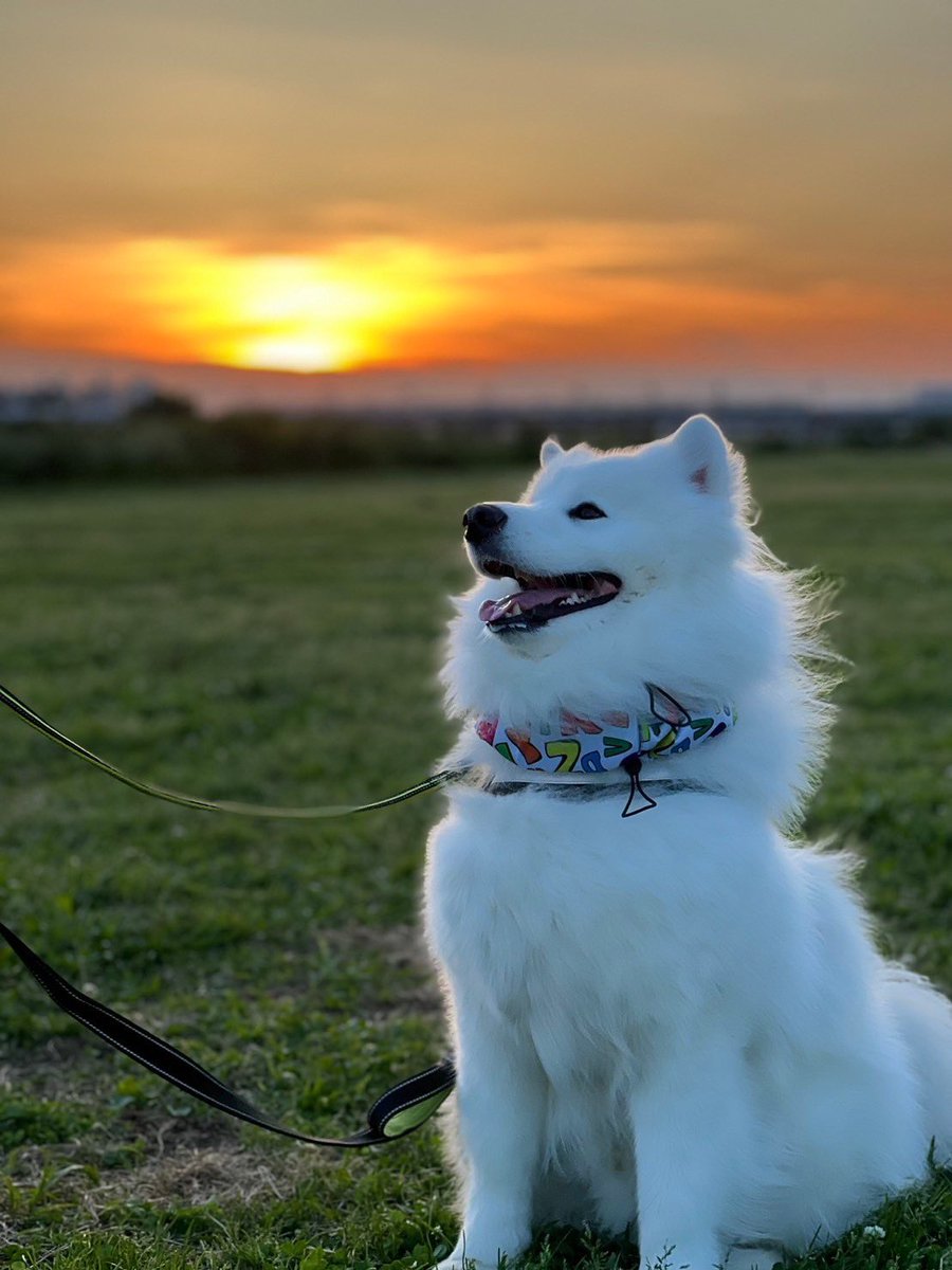 夕日with🐻‍❄️🌇
白が映える
#サモエド #samoyed #犬のいる暮らし #犬のいる幸せ #もふもふ #もふトニン