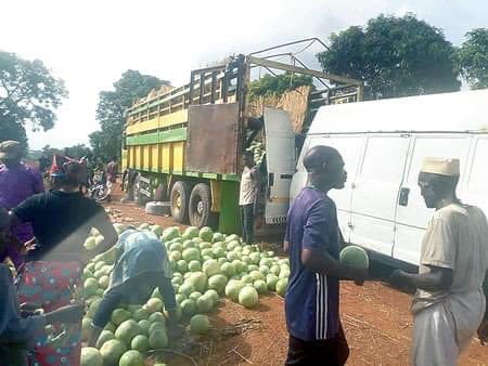 Farmers in Ogun Waterside are now making lot of money from cultivating Watermelon 🍉 According to interaction with one of the residents of Oni town, where about 20 Trucks are sighted 'waiting to load' Watermelon to different part of the Country said, Watermelon harvest has