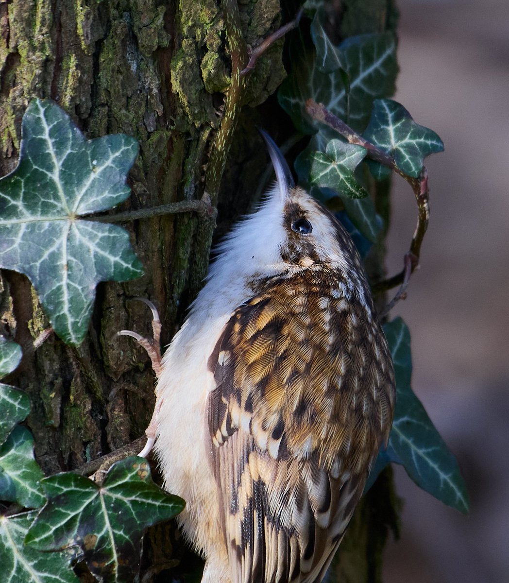 I know you're in there.
Tree Creeper .