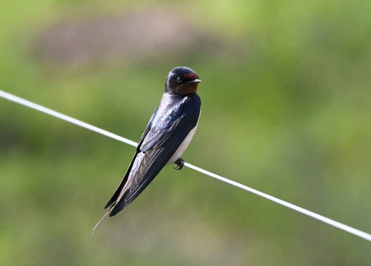 Swallow collecting mud at RSPB Loch Leven. @VisitLochLeven #TwitterNatureCommunity #TwitterNaturePhotography