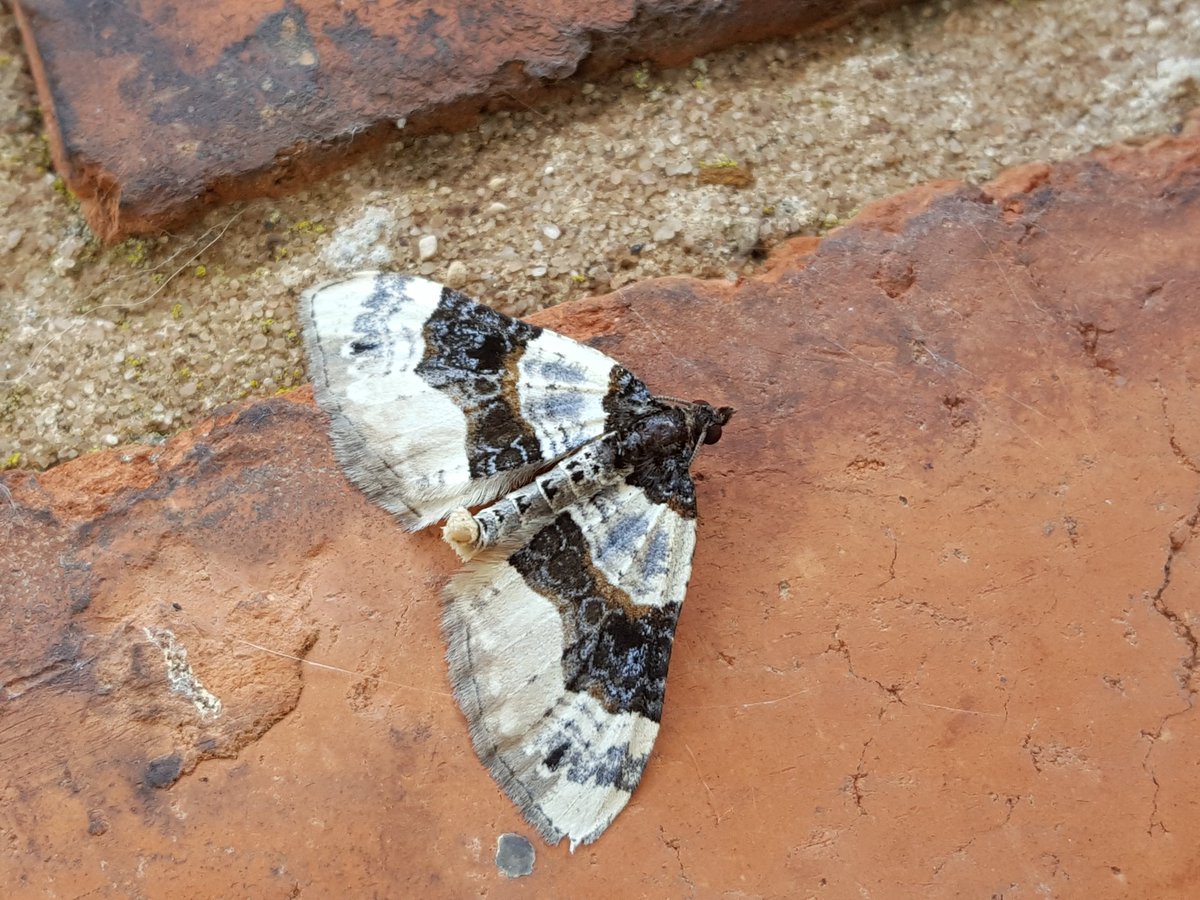 Moth count actually got to double figures last night. This nice Purple-bar the best.