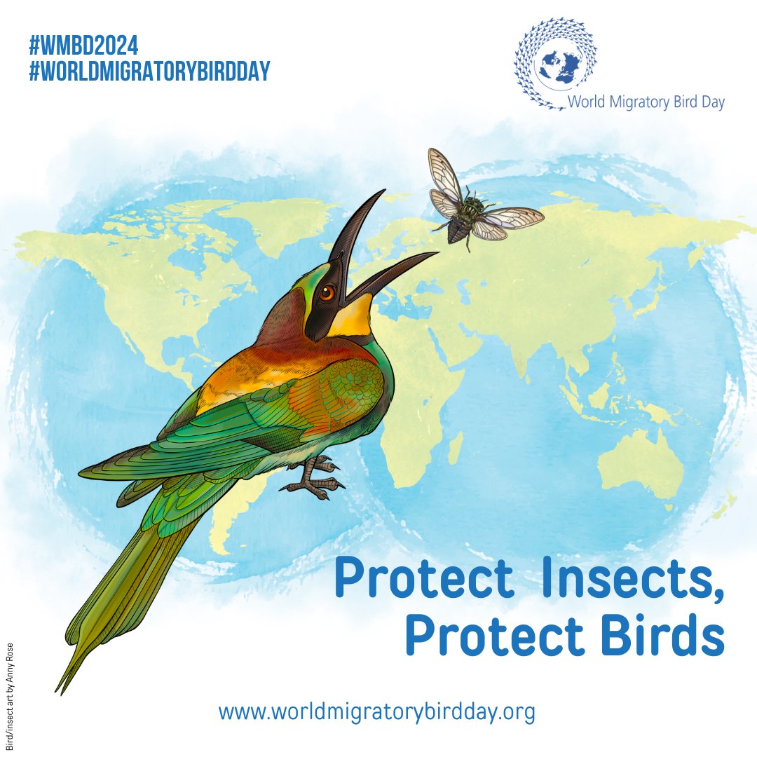 Happy #WorldMigratoryBirdDay🦤🦅🐦‍⬛ This year, we're highlighting insects' crucial role in bird migration🐜. They're vital for many migratory bird species, providing energy during breeding and long journeys. Learn more 👉 worldmigratorybirdday.org/about #ProtectInsectsProtectBirds