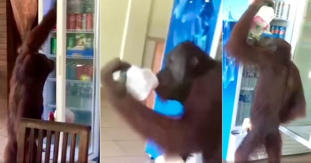 M'sia orangutan walks into cafe & helps itself to cold drink in cafe fridge without paying bit.ly/3UEdhQj