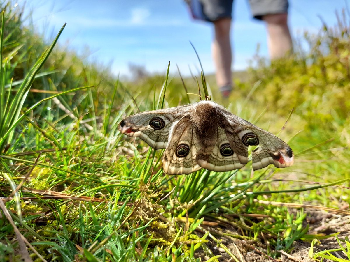 Emperor Moth (Saturnia pavonia) Spotted at Cnwch Bank Nature Reserve 😍 Did you know? It is the UK's only member of the silk-moth family and the caterpillars spin a silk cocoon in which they spend the winter. #Emperormoth #Moth #Saturniapavonia #grassland #naturereserve