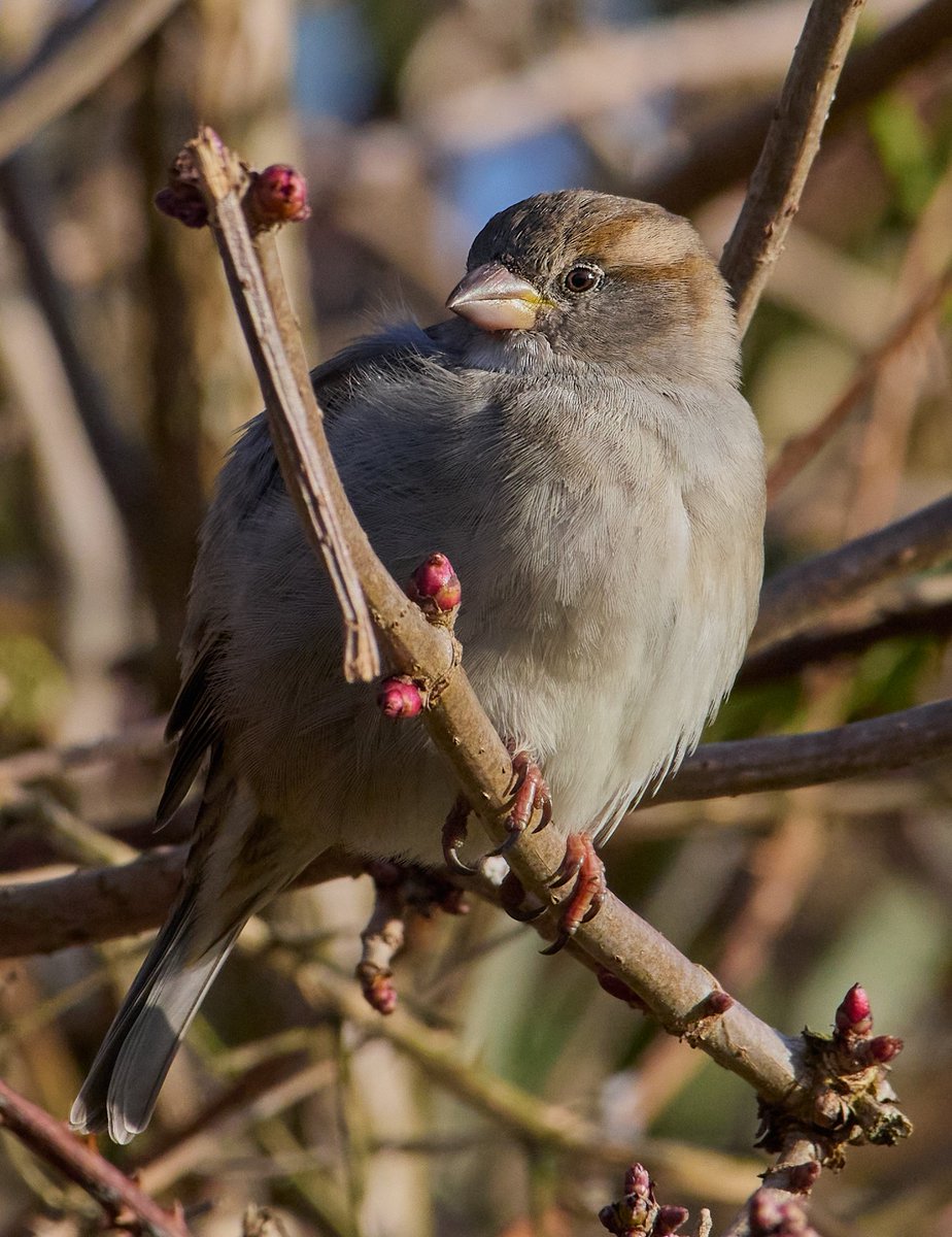 Female Sparrow.