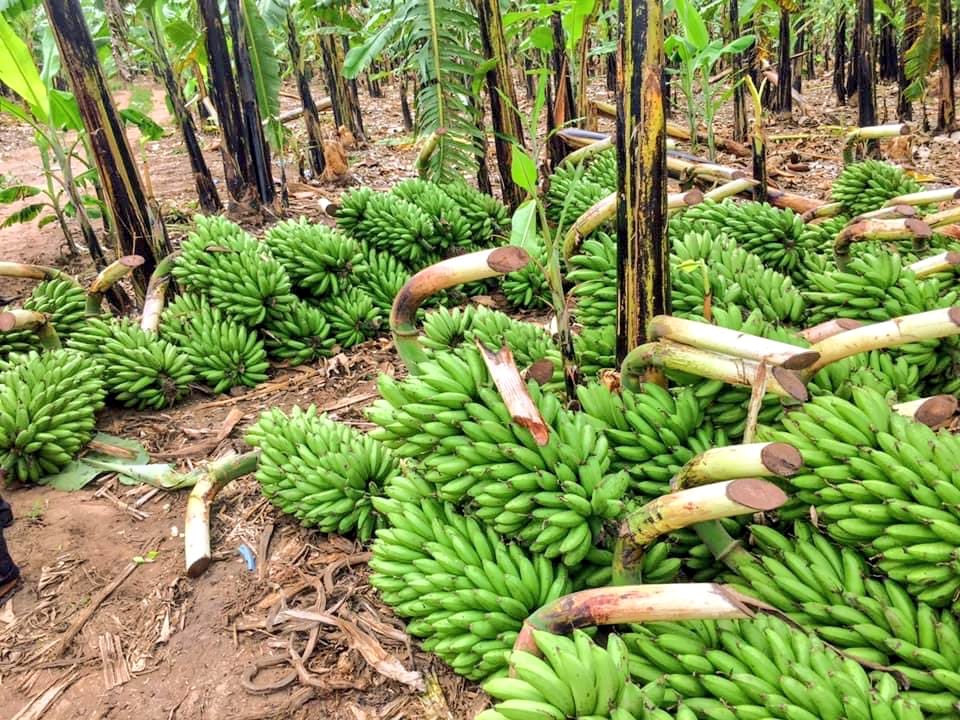 #BananaFarming is the cultivation of bananas, a tropical fruit belonging to the genus Musa, primarily for food, income, and as a means of supporting local economies. If you want to make your banana farm successful, go with this #Thread #BananaFarming