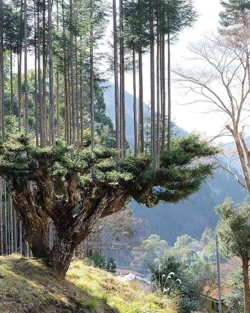 Les Japonais produisent du bois depuis 700 ans, sans couper d'arbres : C'est au XIVe siècle de notre ère qu'est née au Japon la technique du Daisugi. Le Daisugi consiste à planter ces arbres pour les générations futures et à ne pas les abattre mais à les tailler comme s'il