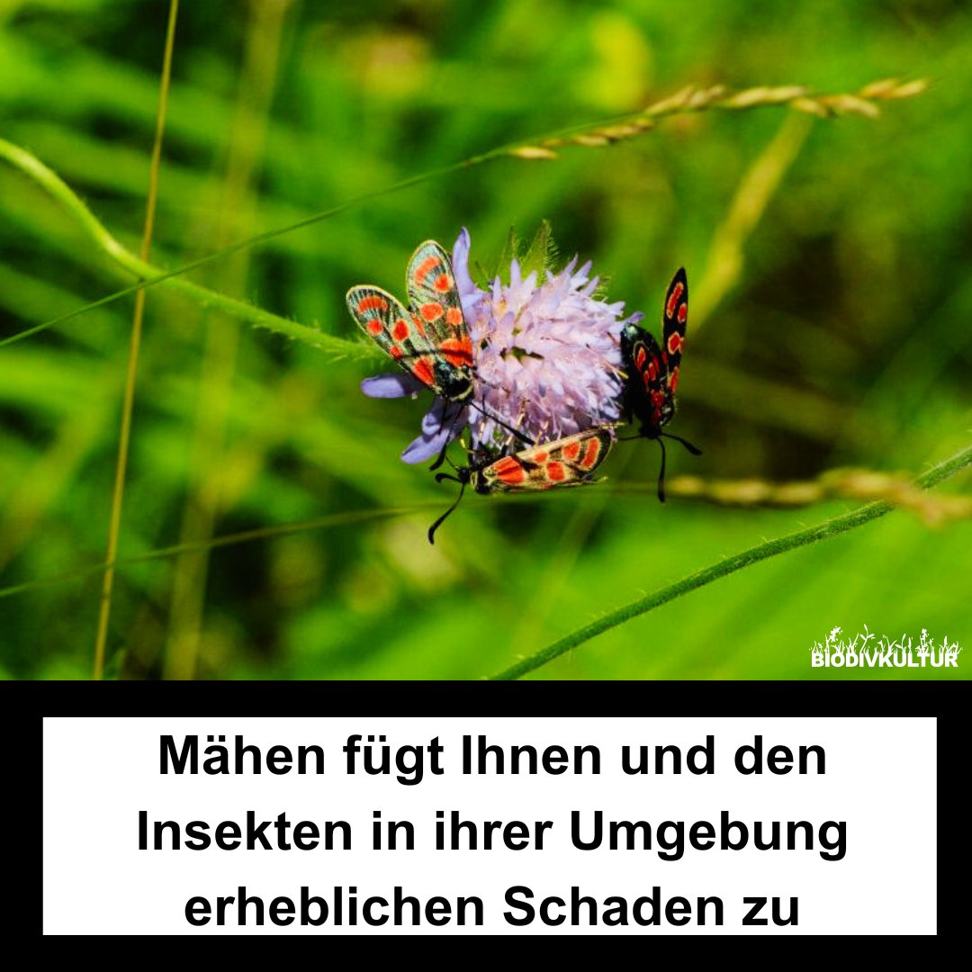 Durch das Mähen verlieren #Insekten nicht nur ihr Zuhause, viele werden auch dabei getötet. Eine Studie hat bis zu 80% weniger Heuschrecken nach der #Mahd & den nachfolgenden Ernteprozessen gefunden (Humbert et al. 2010, Agr., Ecosys. & Env.). #nomowmay #biodiversity #mähen 1/2