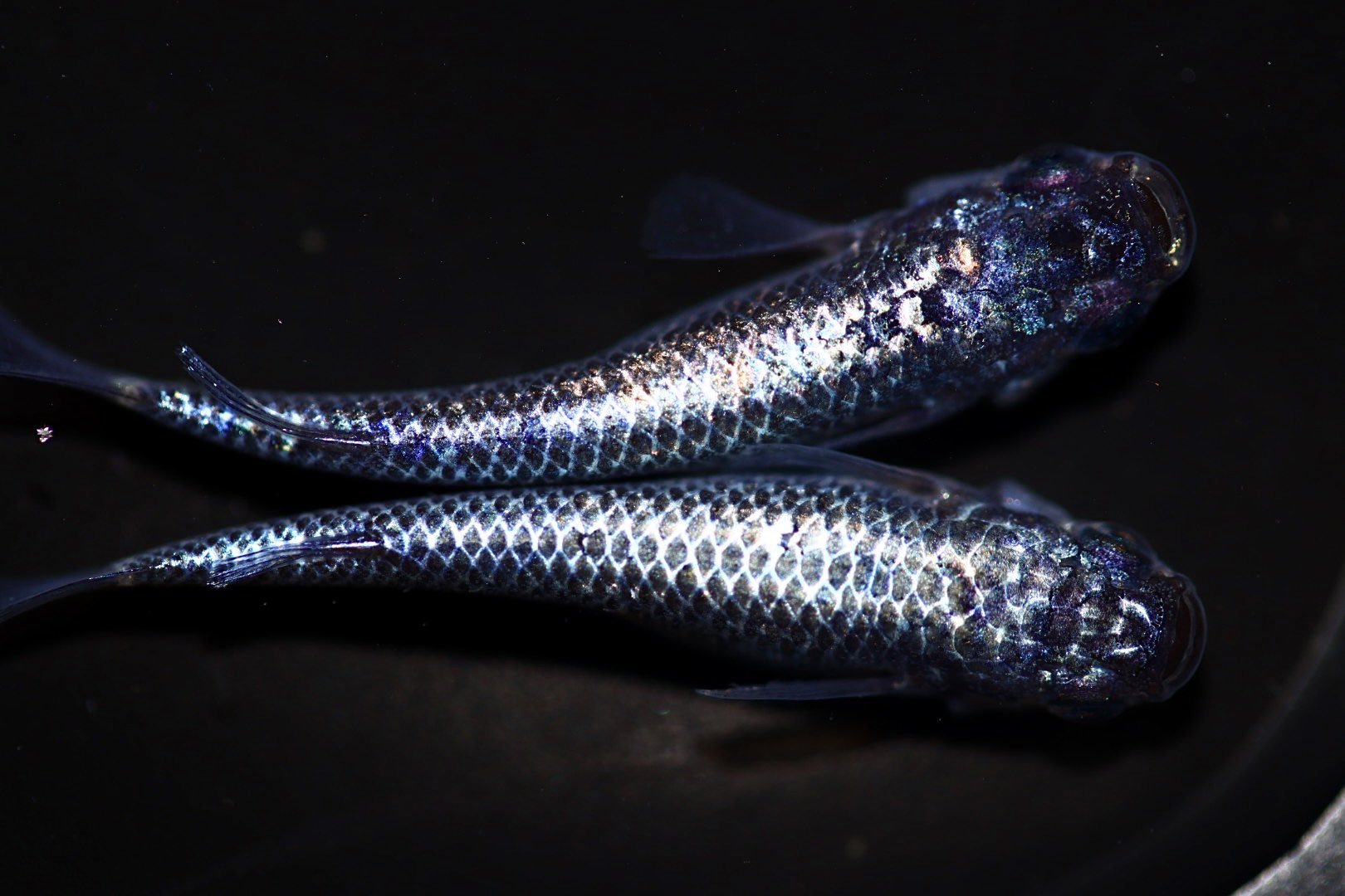 めだか Amazon.co.jp: めだかボックス 黒神めだか (1/8スケール PVC製