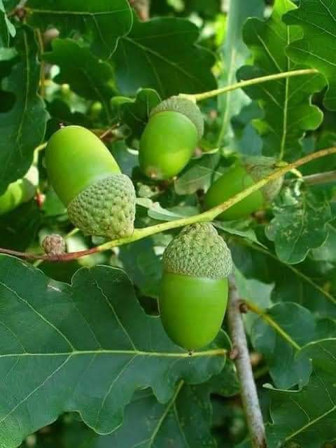 ایمازان پر بکنے والی کروڑوں اور اربوں روپے کی پراڈکٹ جو پاکستان میں گلہریاں کھا رہی ہیں شاہ بلوط کے پھل ایکورن ( Acorn) سے تیار کی گئ کافی- شاہ بلوط یعنی اوک کے درخت پاکستان کے شمالی علاقوں میں لاکھوں کی تعداد میں قدرتی طور پائے جاتے ہیں- ان درختوں پر لگنے والے پھل سے اب تک صرف