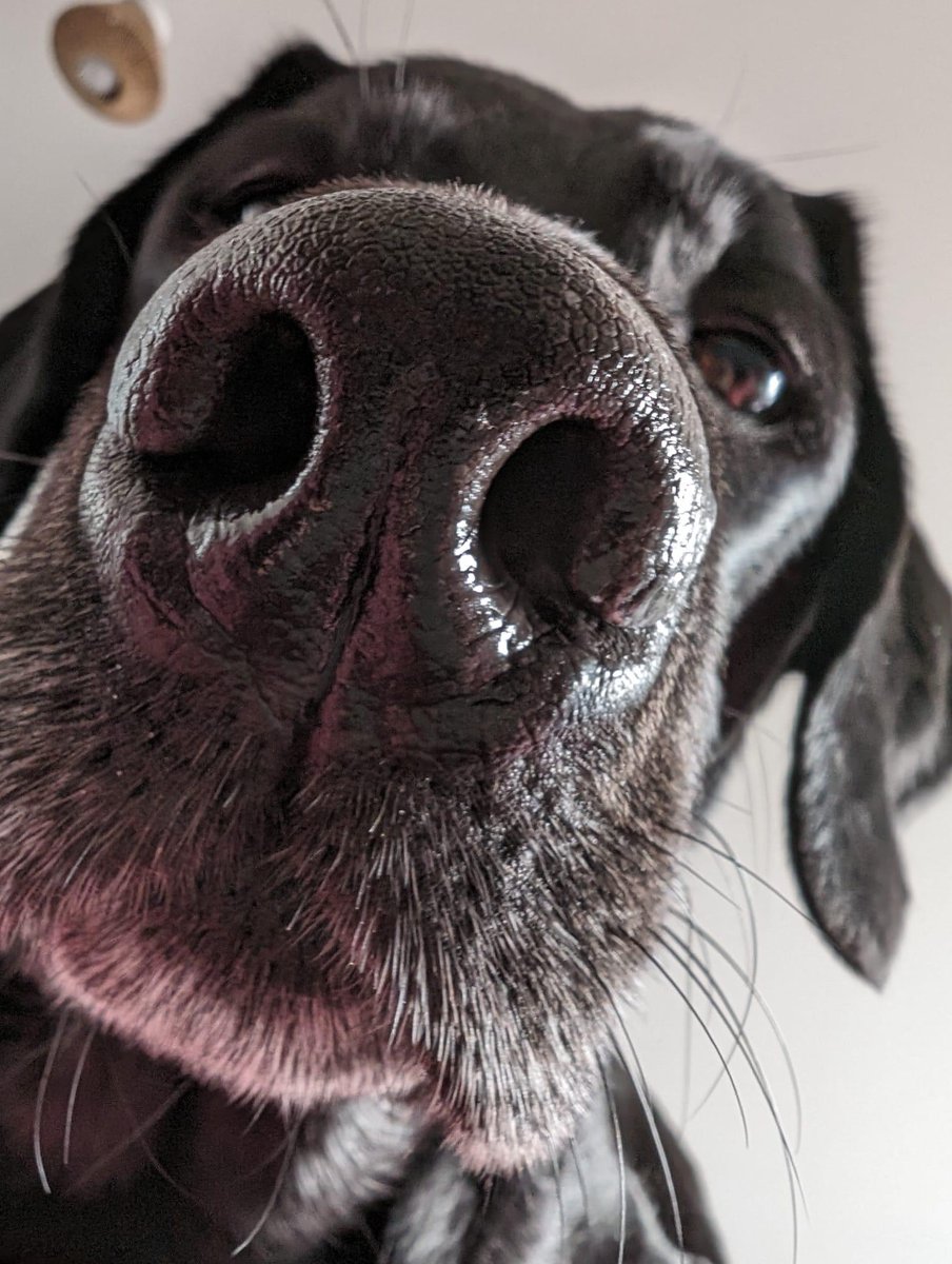 We thought we'd start the week with the view our client, Frankie, comes round to when she regains consciousness after a POTS collapse. Her assistance dog, Caz, will have given her a warning that it's going to happen so she can lie down and avoid injury. This face means; ''Ah,…